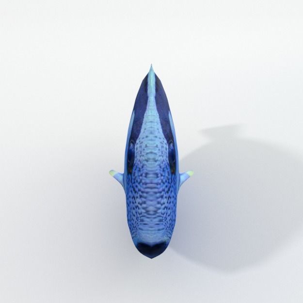 15 Saltwater Fish Pack Low-poly 3D model_131