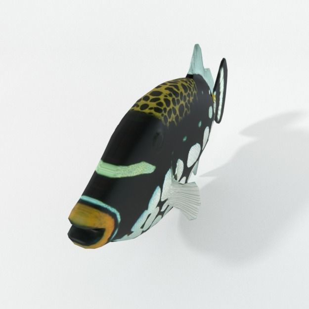 15 Saltwater Fish Pack Low-poly 3D model_53