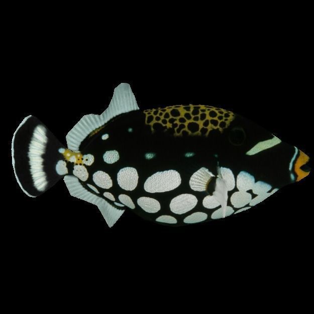 15 Saltwater Fish Pack Low-poly 3D model_49