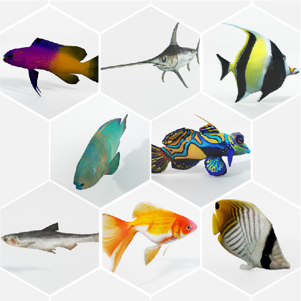 15 Saltwater Fish Pack Low-poly 3D model_2