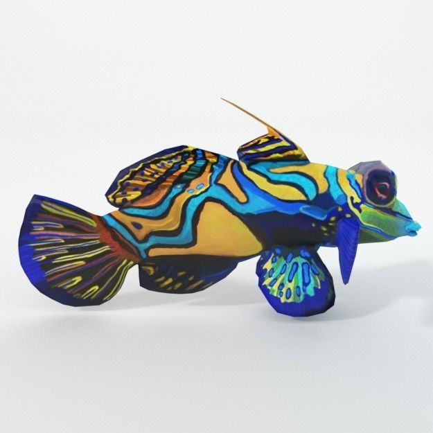 15 Saltwater Fish Pack Low-poly 3D model_103