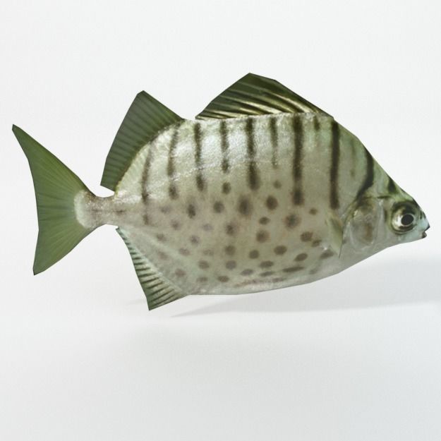15 Saltwater Fish Pack Low-poly 3D model_27