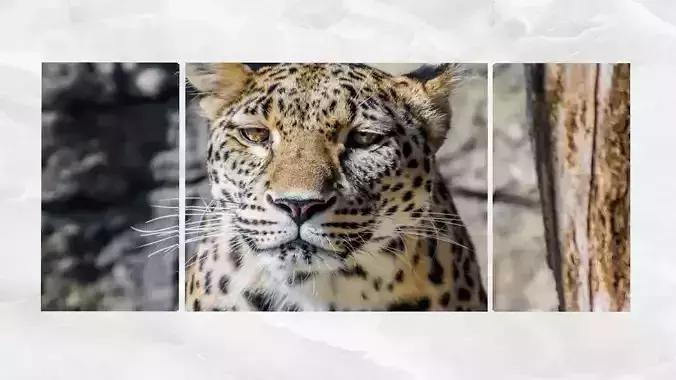 Triptych Wall Art Leopard Portrait Low-poly 3D model