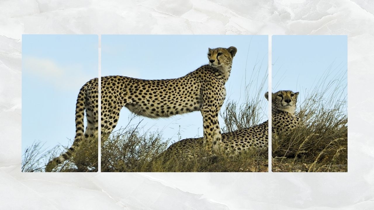 Triptych Wall Art Cheetahs Low-poly 3D model_1