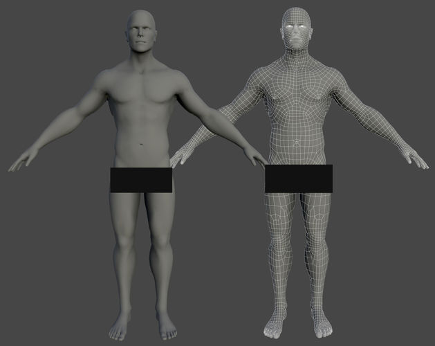 Base mesh Human Man Anatomy  3D model