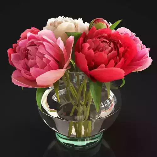 Flowers Peonies 