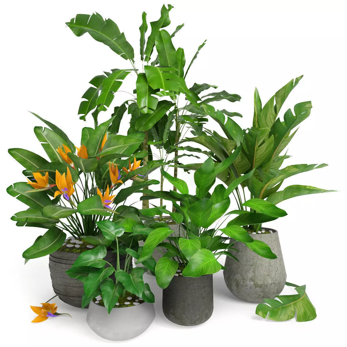 Plants tropical 01 3D model_0