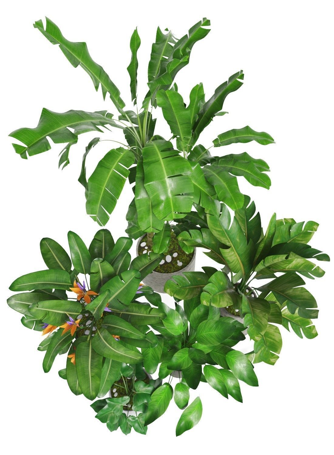 Plants tropical 01 3D model_2