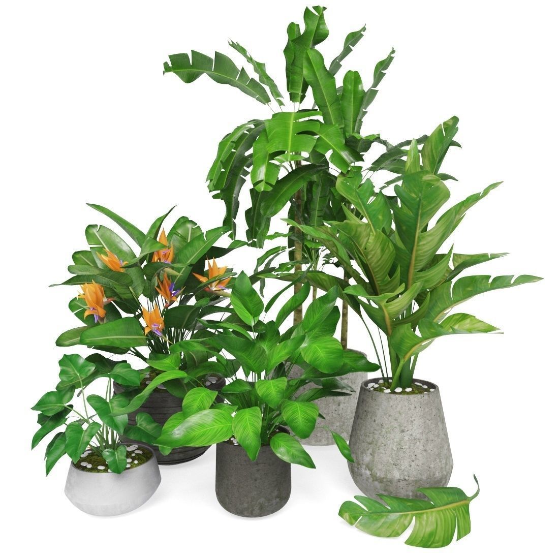 Plants tropical 01 3D model_1