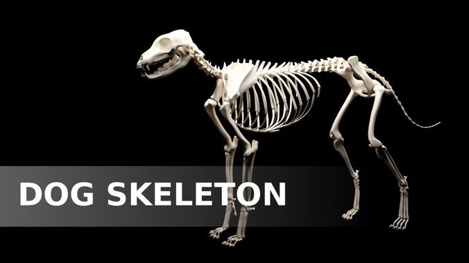 Dog Skeleton Low-poly 3D model