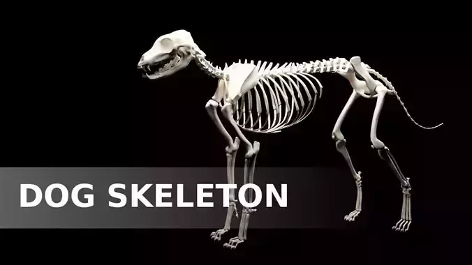 Dog Skeleton Low-poly 3D model
