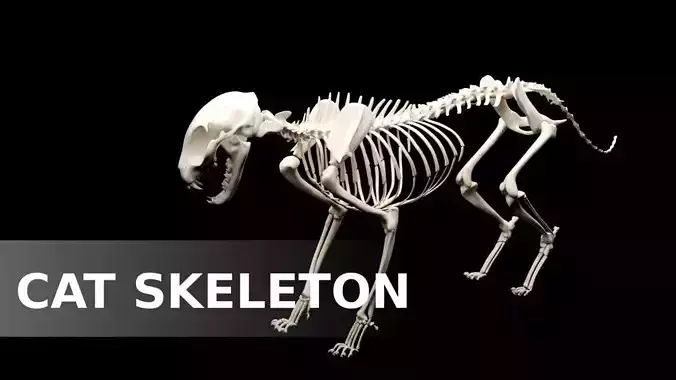 Cat Skeleton Low-poly 3D model