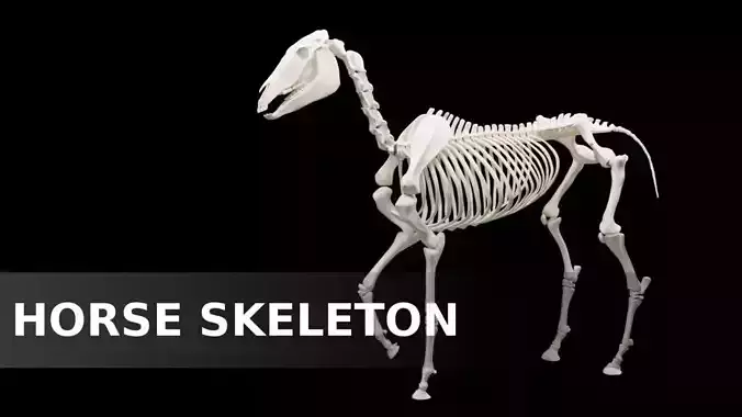 Horse Skeleton 3D model