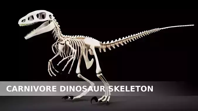 Carnivore Dinosaur Skeleton Low-poly 3D model