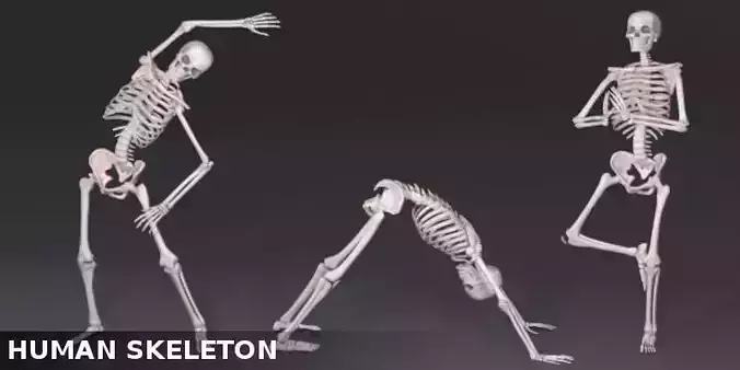 Human Skeleton 3D model