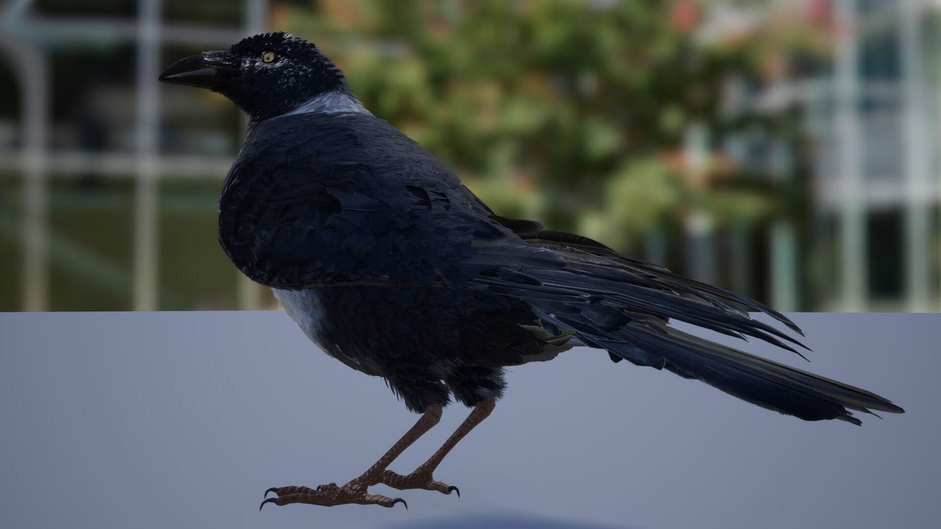 Ravens and Crows Low-poly 3D model_3