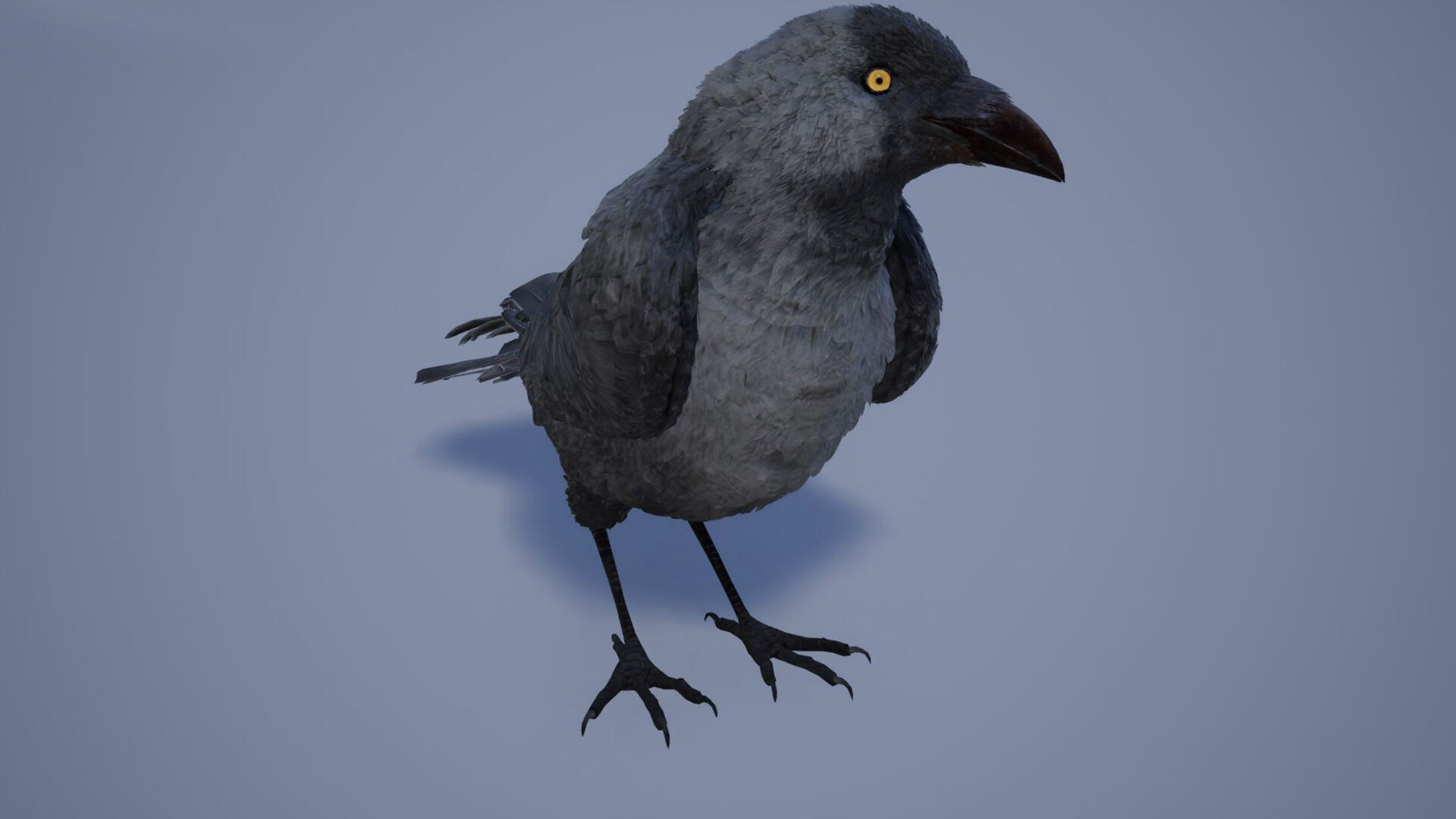 Ravens and Crows Low-poly 3D model_2