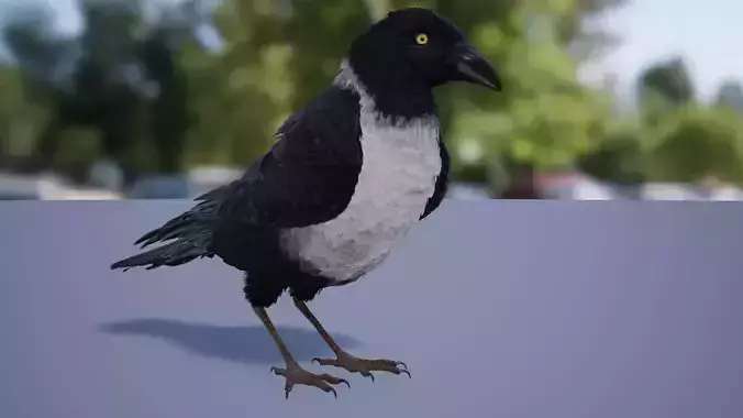 Ravens and Crows Low-poly 3D model