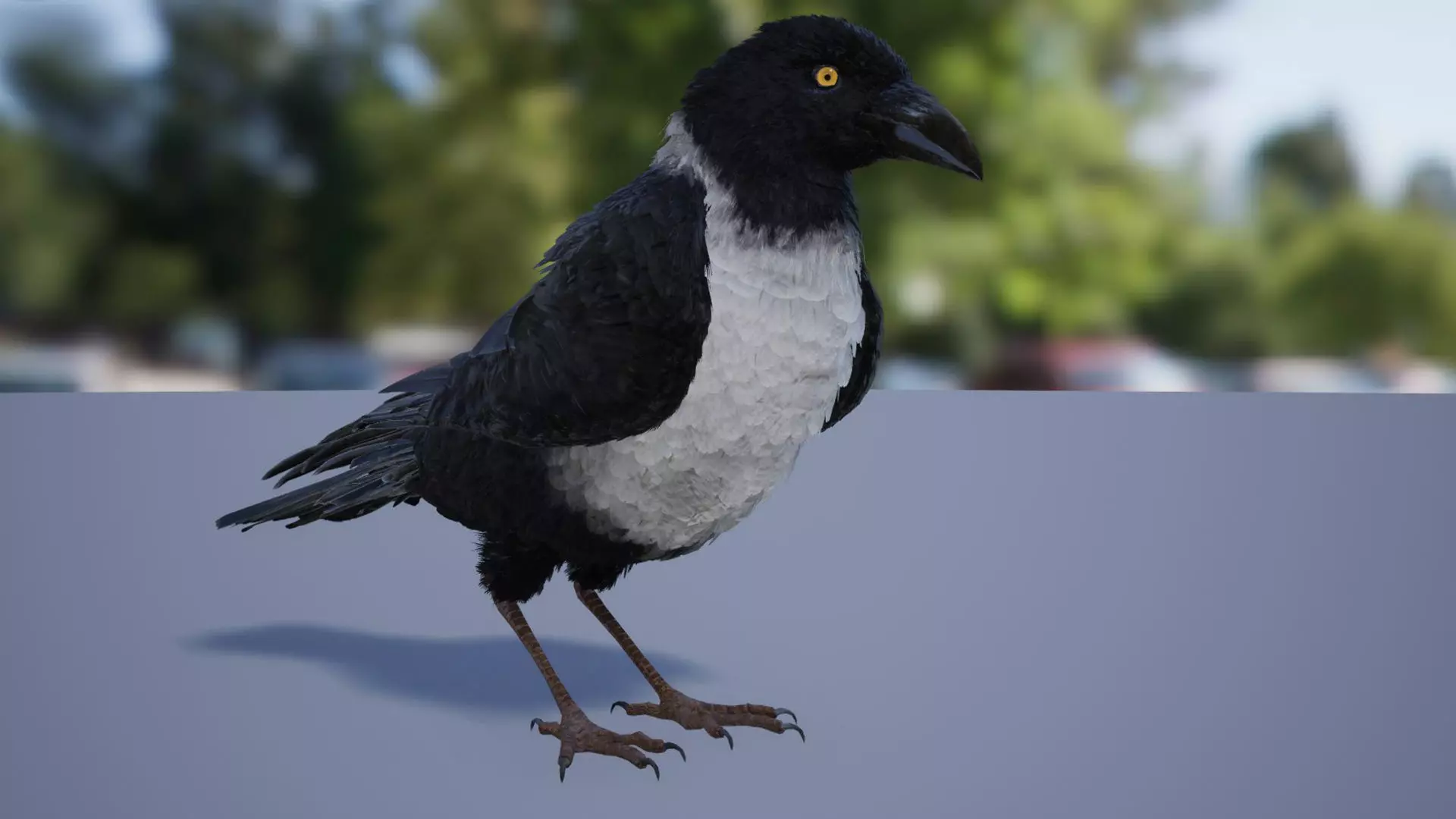 Ravens and Crows Low-poly 3D model_0