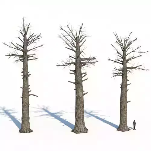 Dead Giant Redwoods Trees Low-poly 3D model