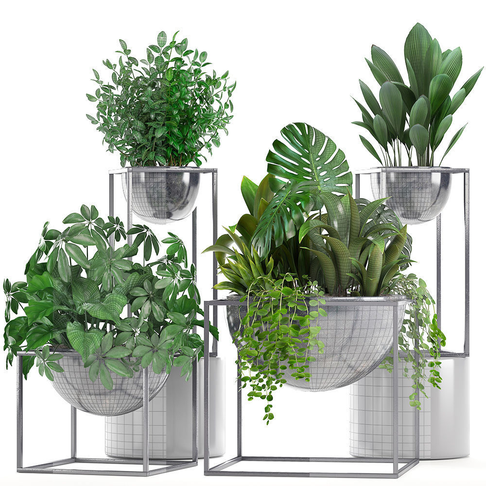 Collection Exotic plants 3D model_6