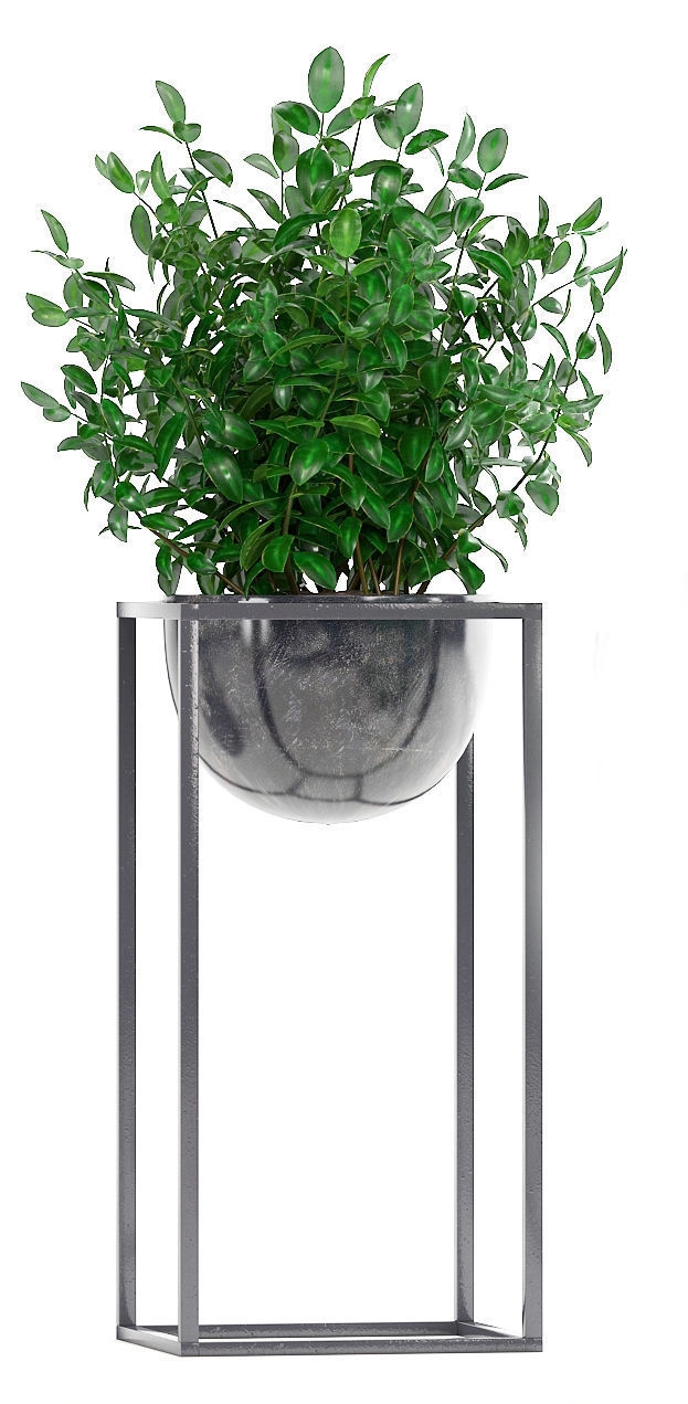 Collection Exotic plants 3D model_3