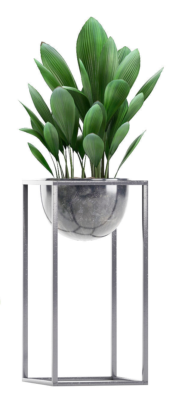 Collection Exotic plants 3D model_1