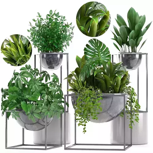 Collection Exotic plants 3D model