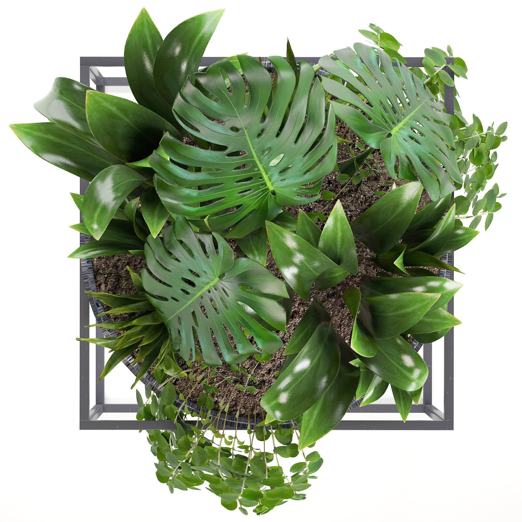Collection Exotic plants 3D model_11