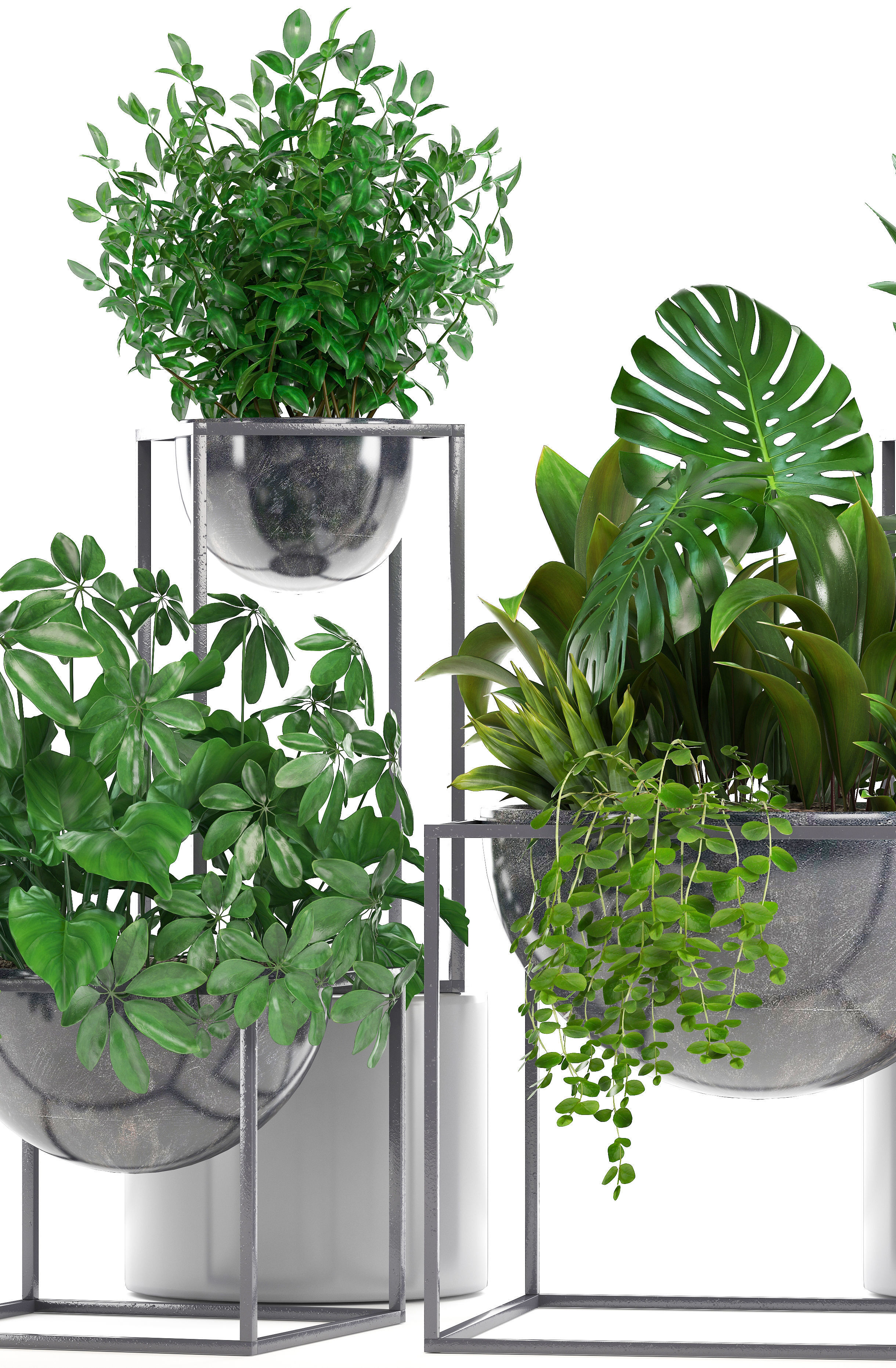 Collection Exotic plants 3D model_12