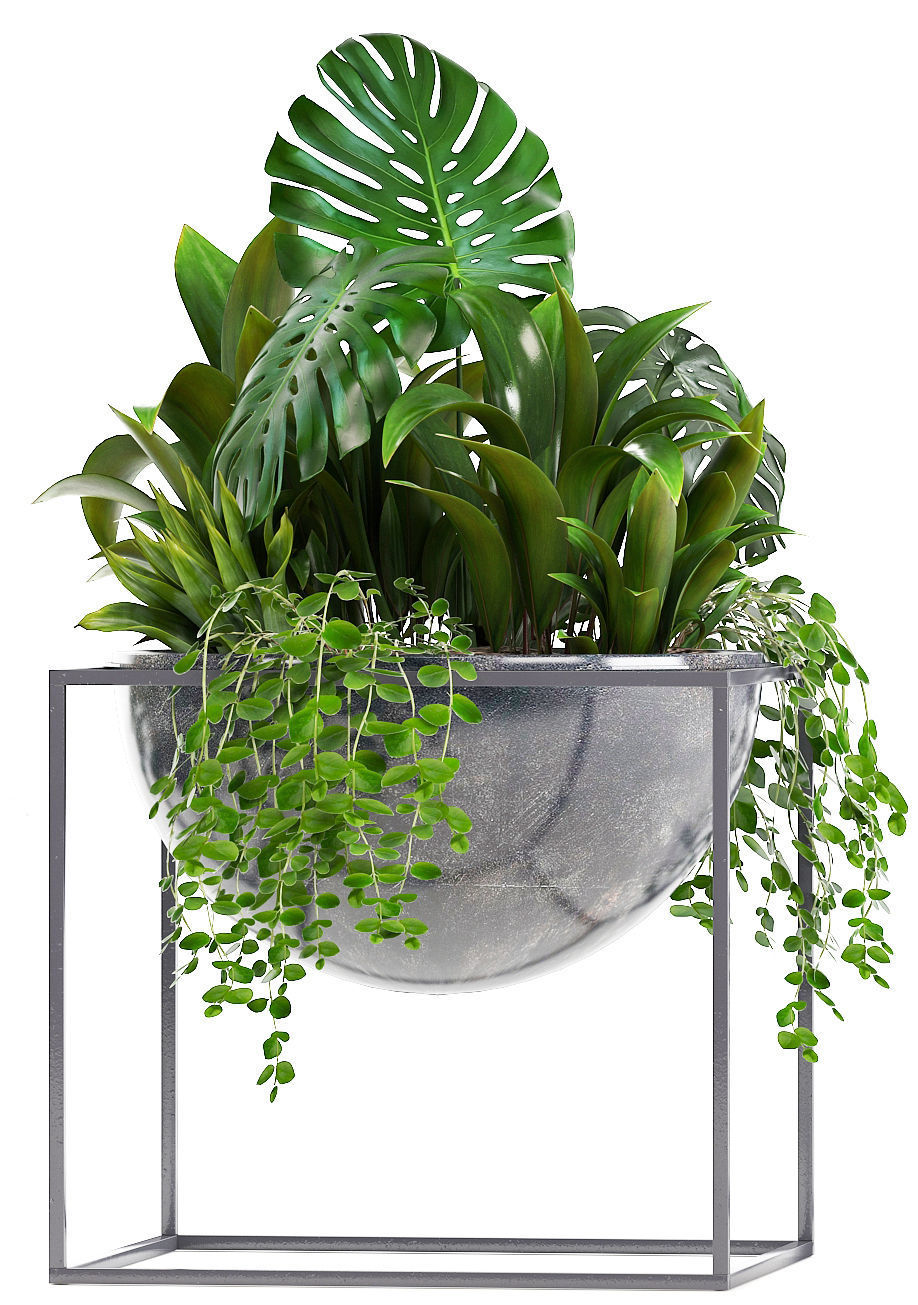Collection Exotic plants 3D model_5