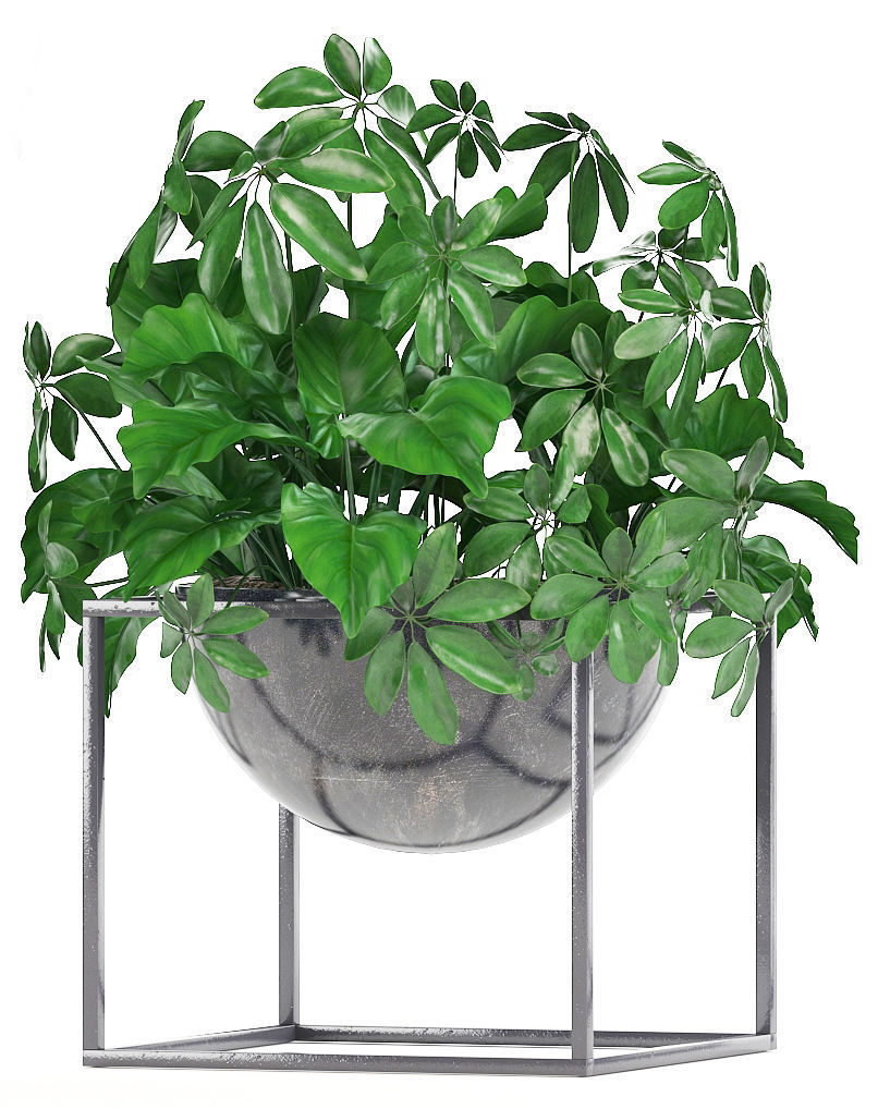 Collection Exotic plants 3D model_2