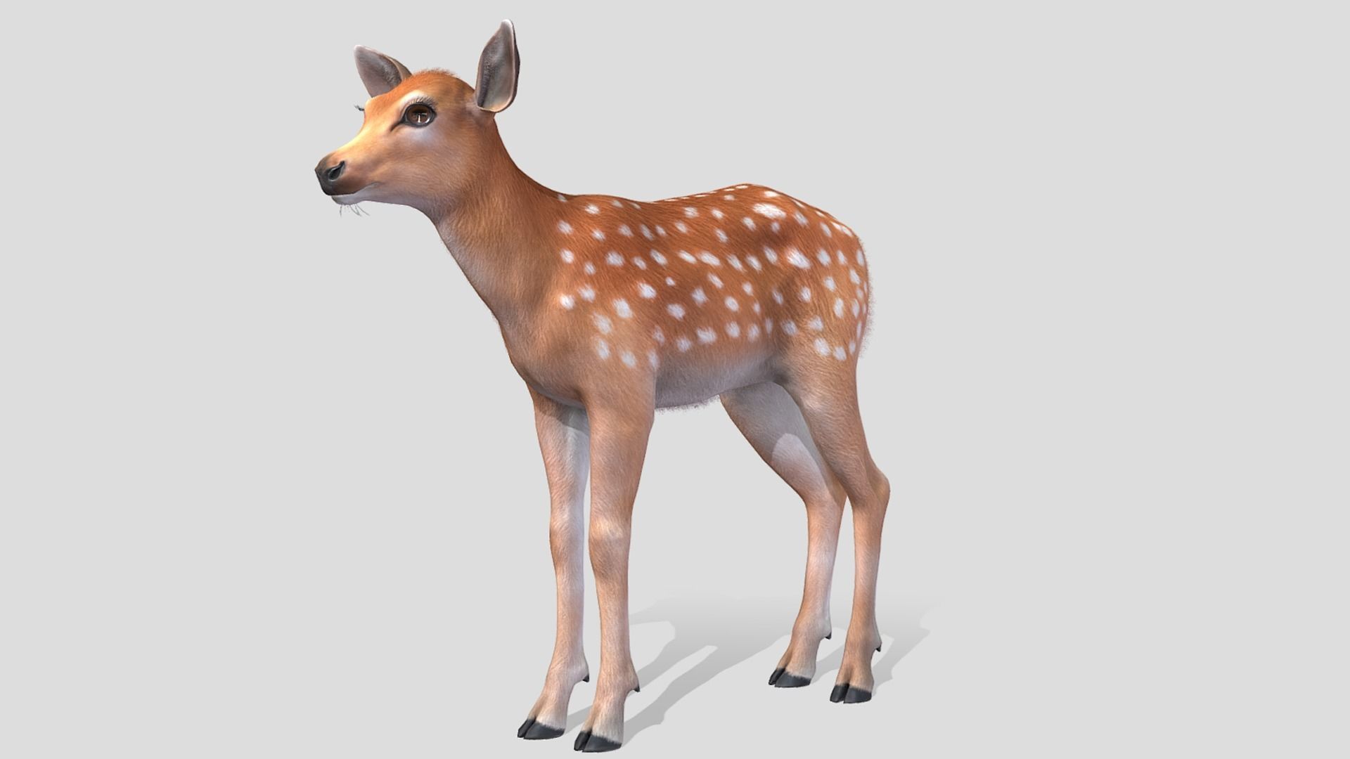 DEER FAMILY Low-poly 3D model_25