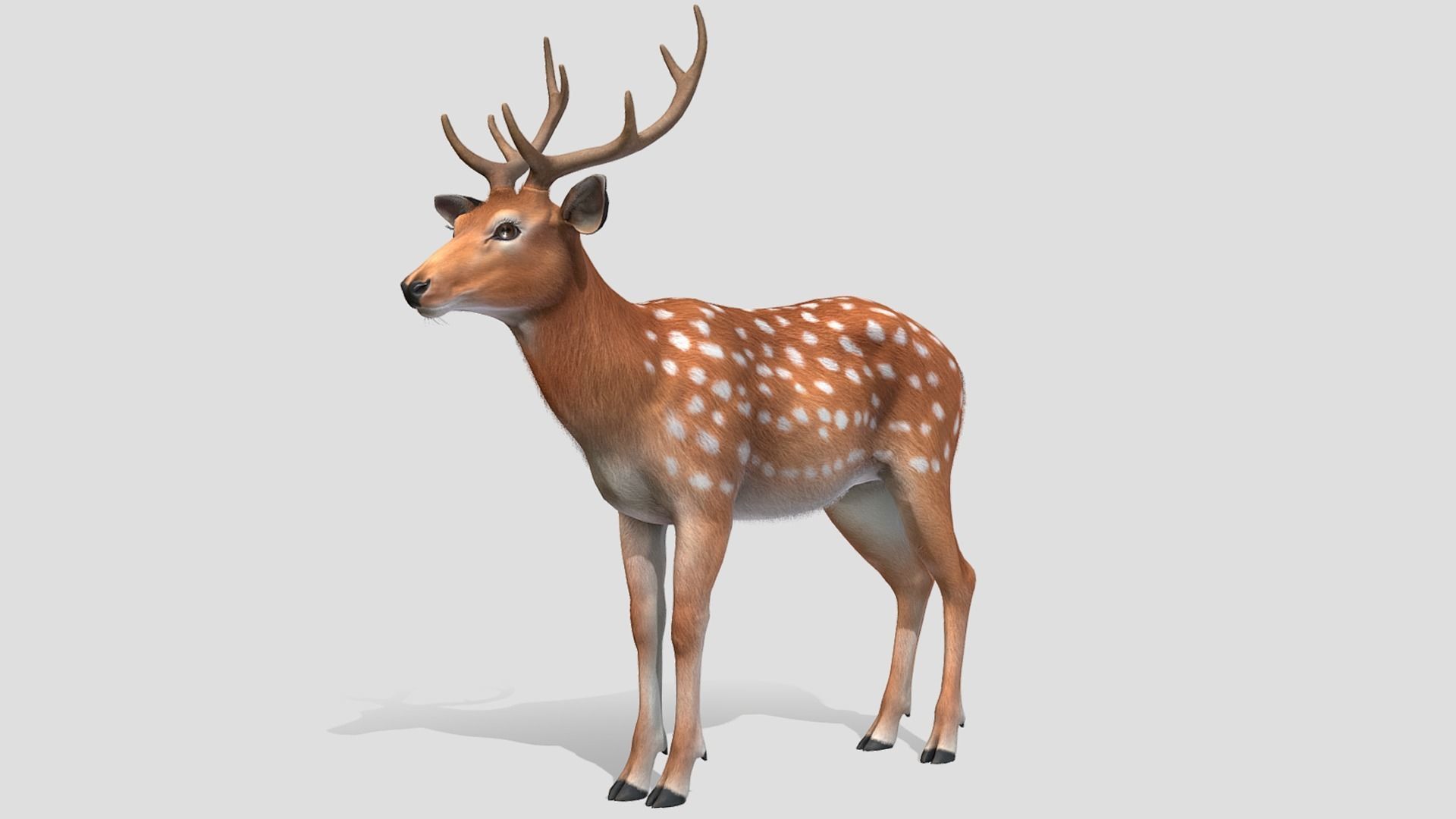 DEER FAMILY Low-poly 3D model_9