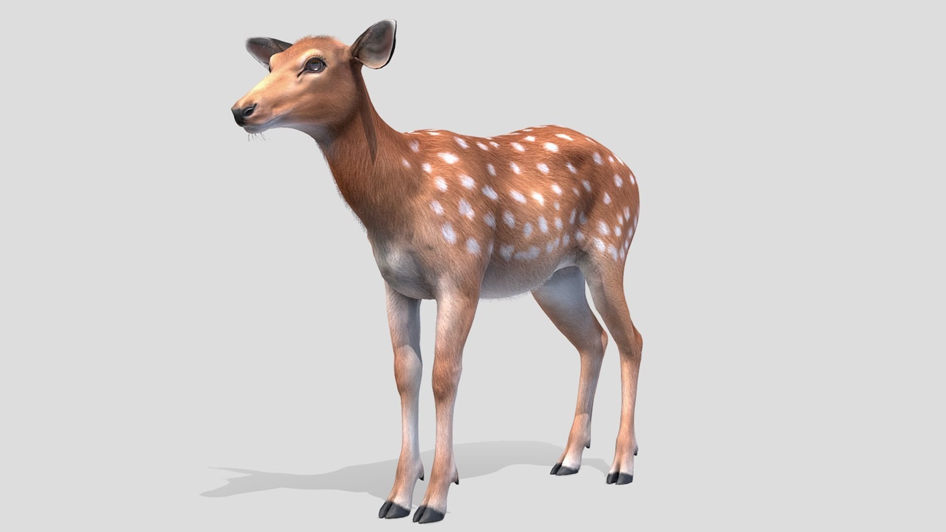 DEER FAMILY Low-poly 3D model_17