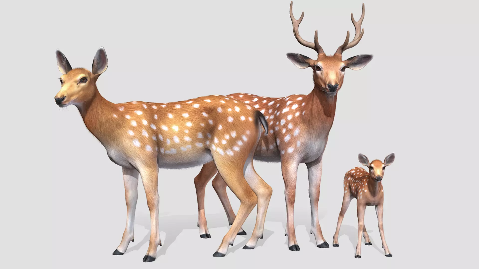 DEER FAMILY Low-poly 3D model_0