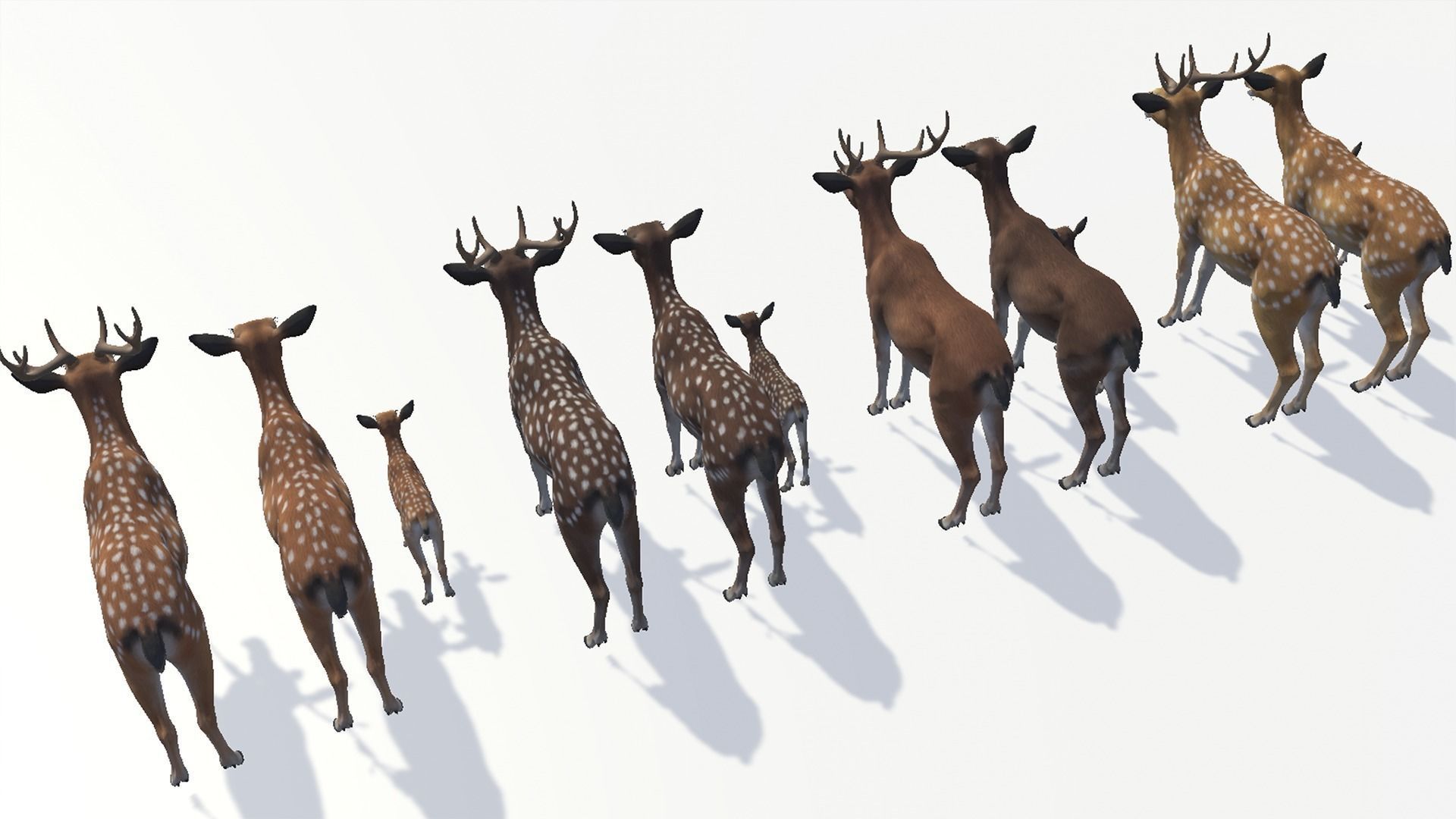 DEER FAMILY Low-poly 3D model_8