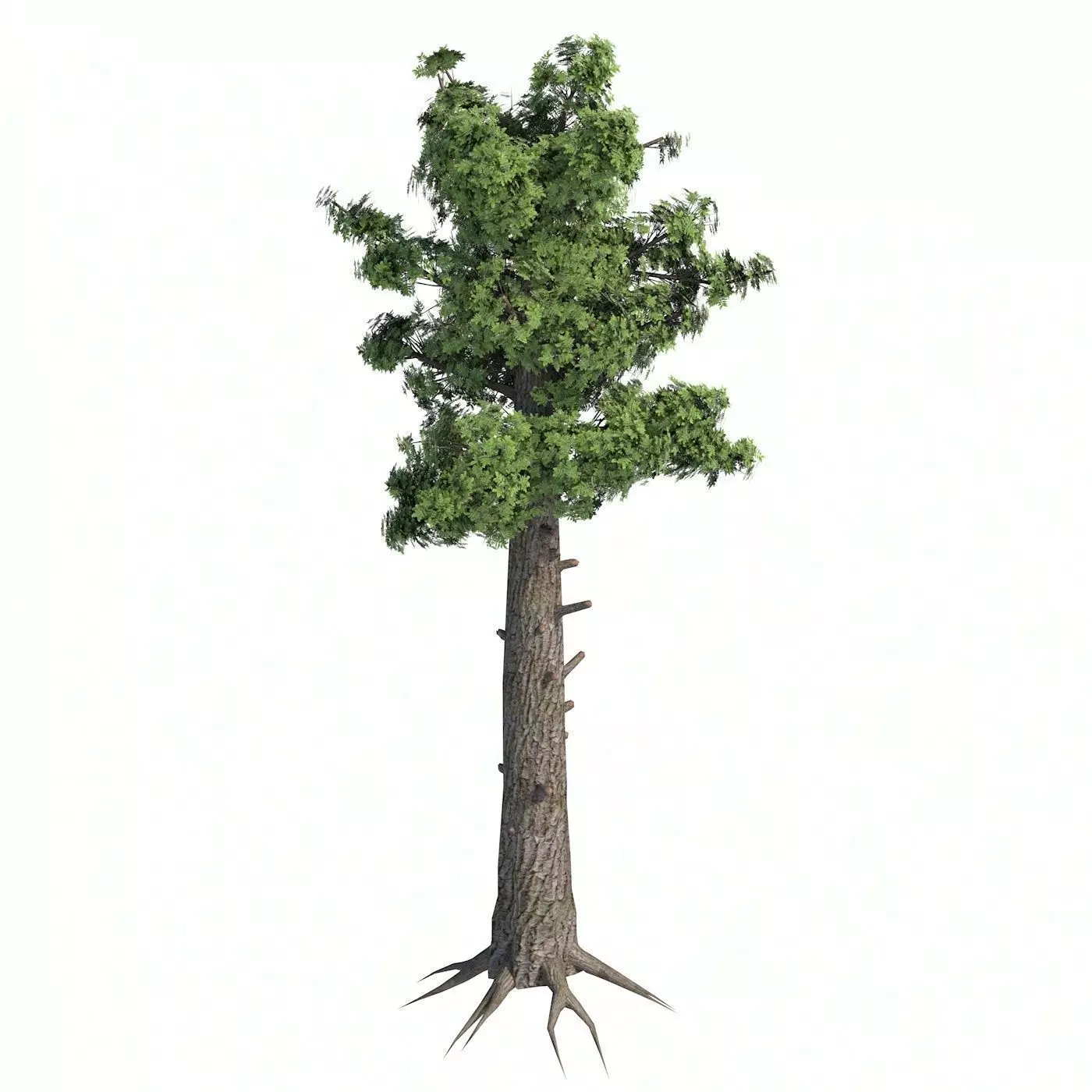 Giant Redwood Tree Low-poly 3D model