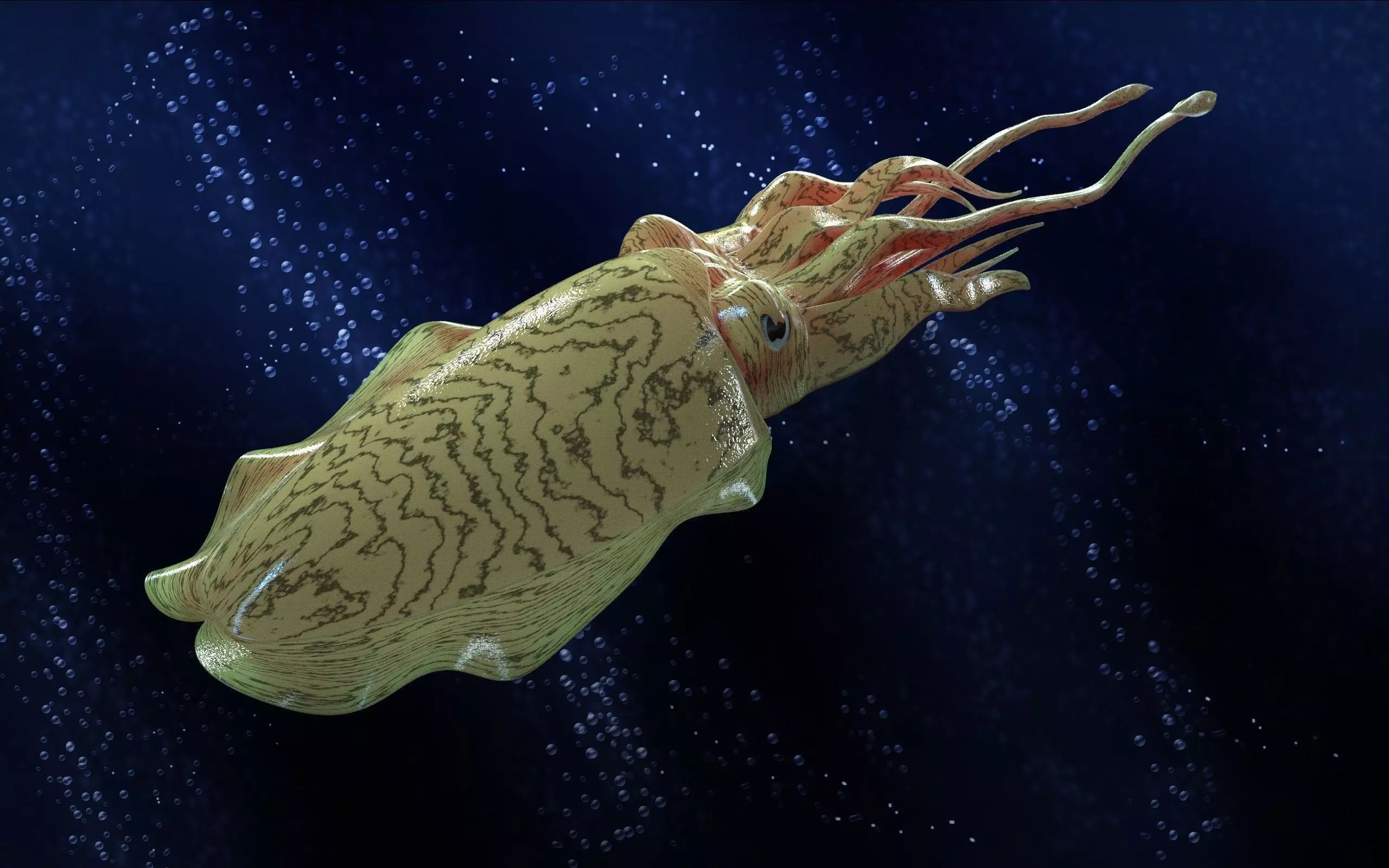 Cuttlefish squid with long tentacles Free 3D model