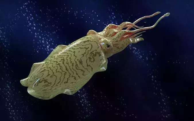 Cuttlefish squid with long tentacles Free 3D model