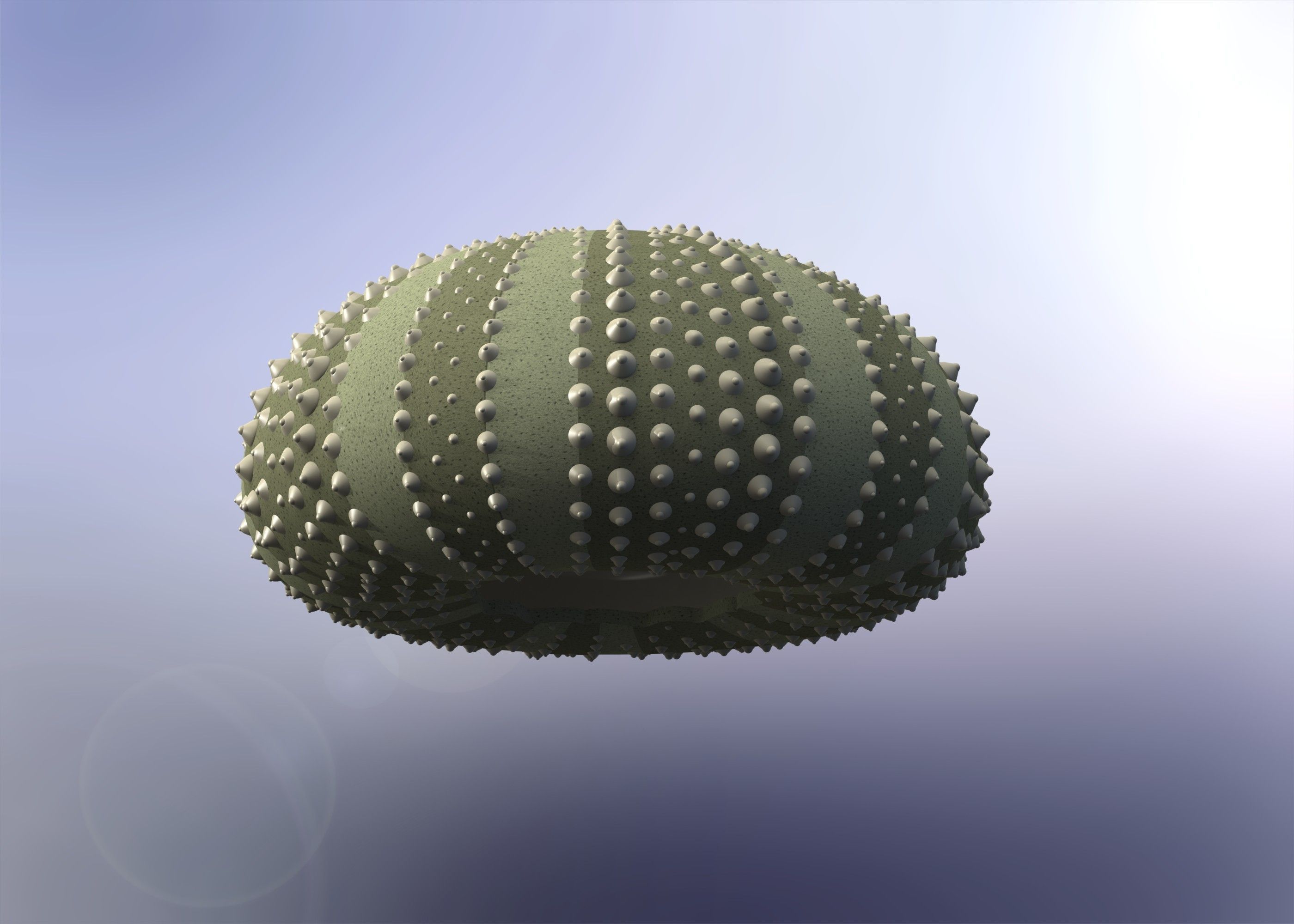 Urchin shell Free 3D model_1