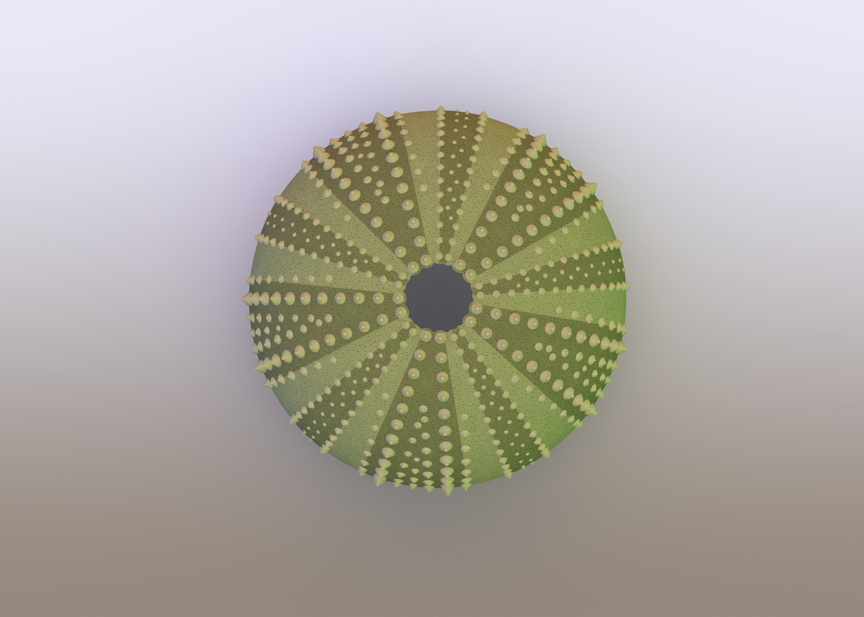 Urchin shell Free 3D model_2