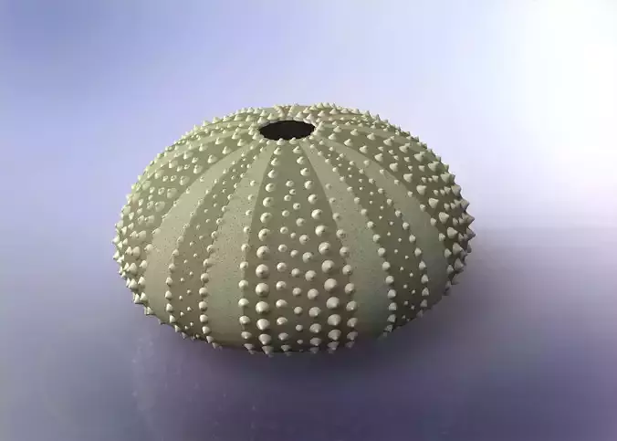 Urchin shell