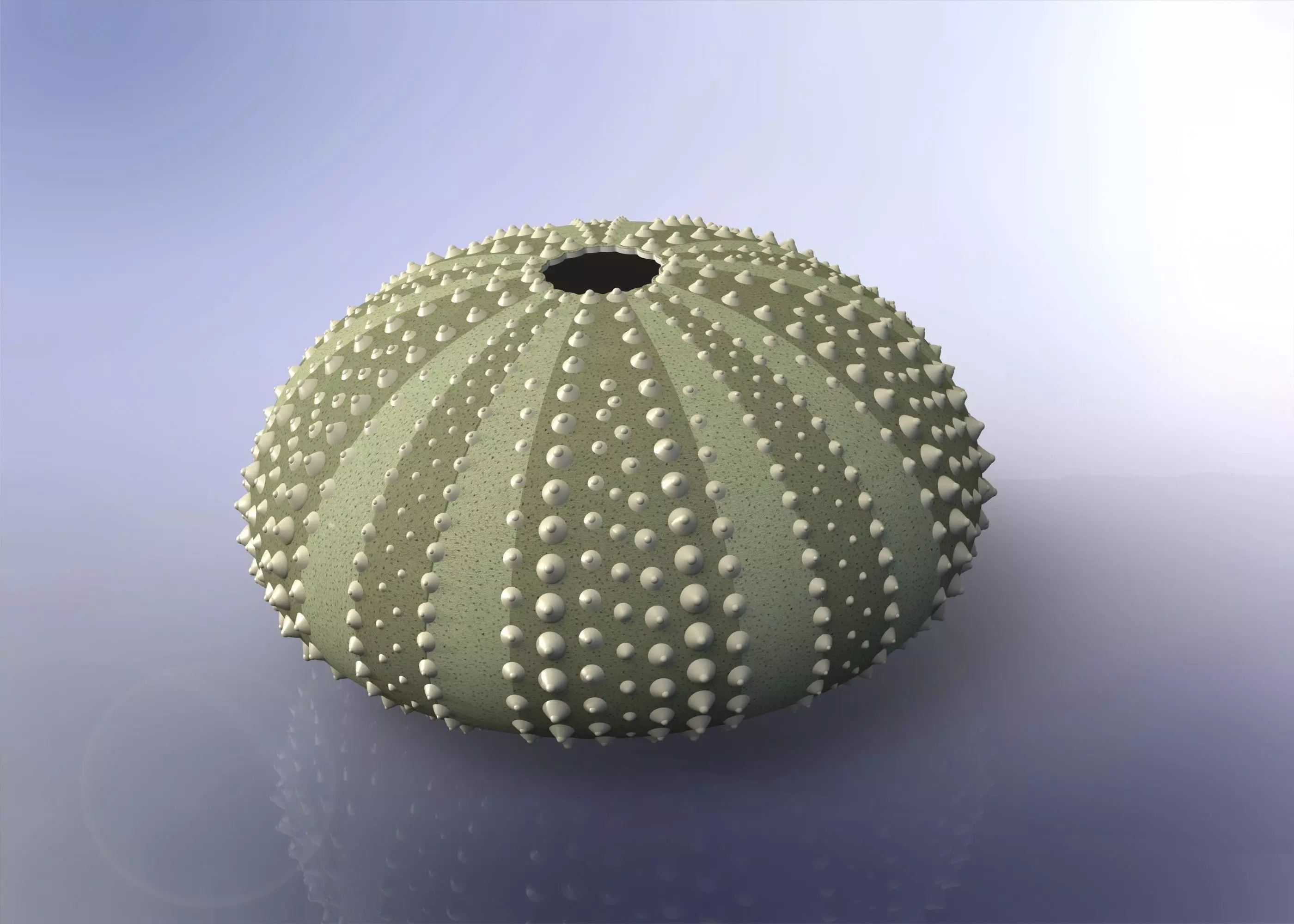 Urchin shell Free 3D model_0