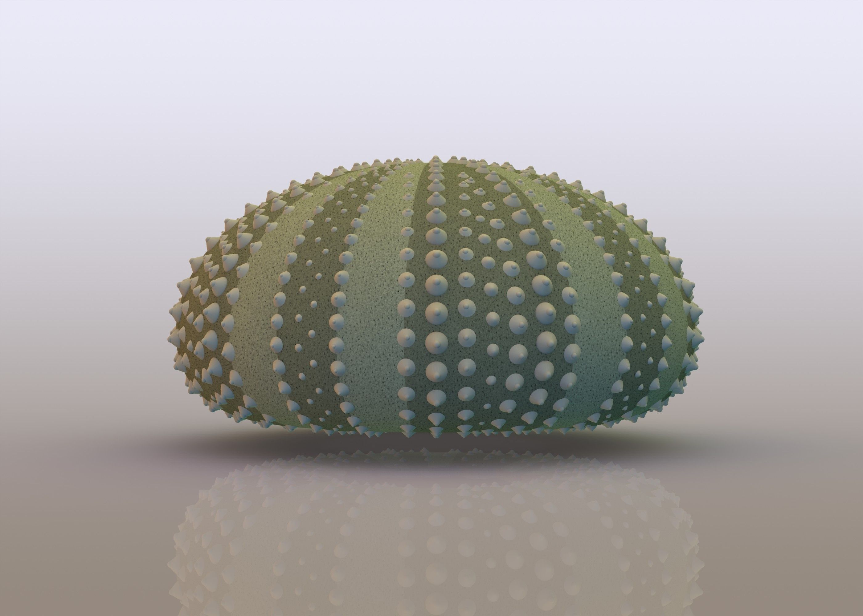 Urchin shell Free 3D model_3