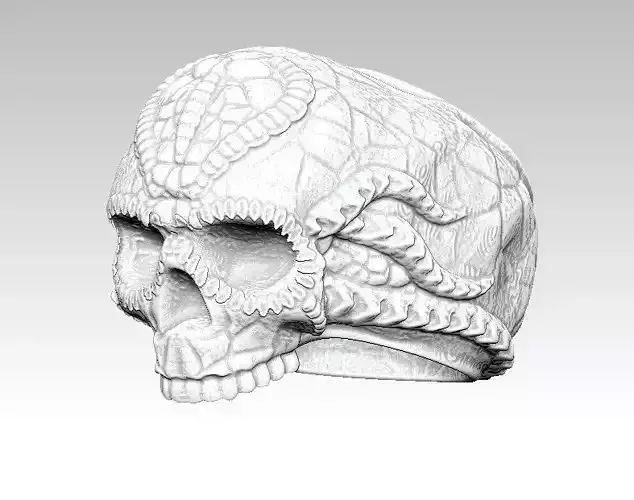 Ring Skull Biomechanics STL 3d model 3D print model