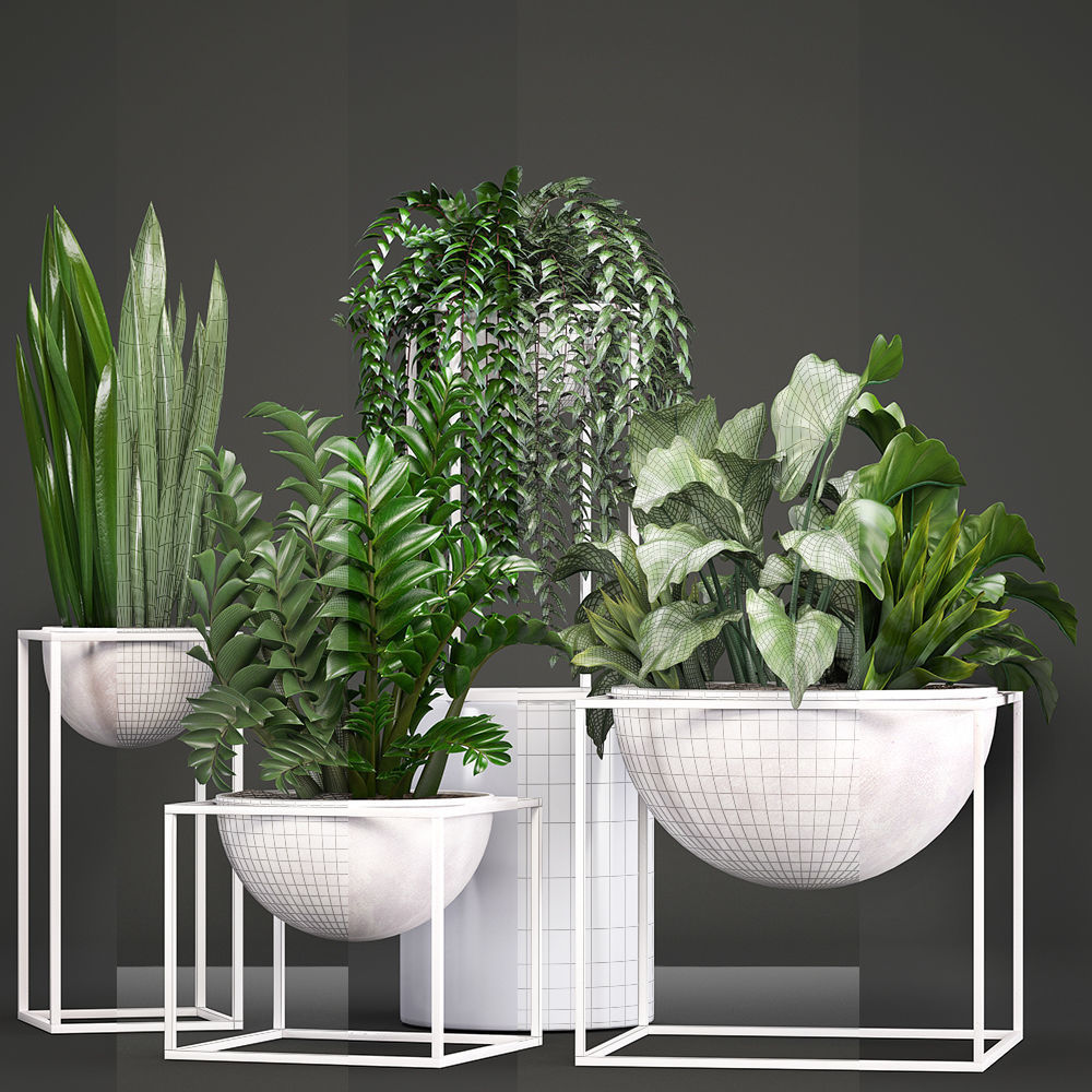 Collection Exotic plants 3D model_3