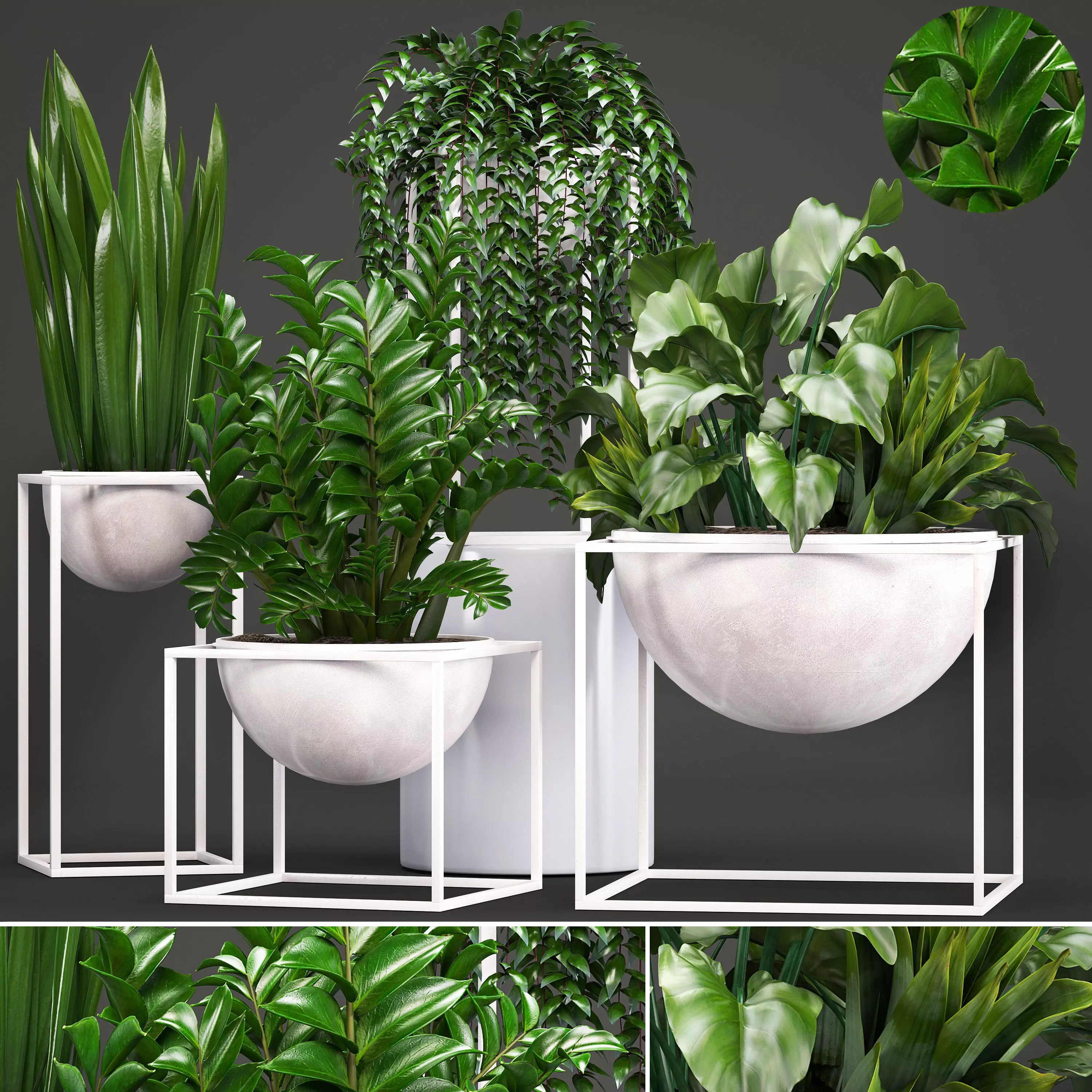 Collection Exotic plants 3D model_0