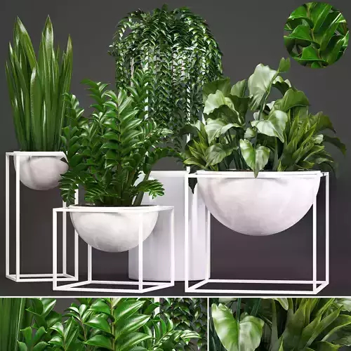 Collection Exotic plants 3D model