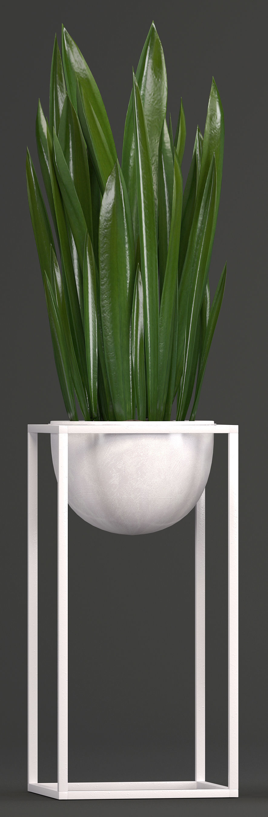 Collection Exotic plants 3D model_1